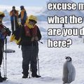 Epic penguin
