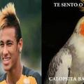 Neymar Calopsita