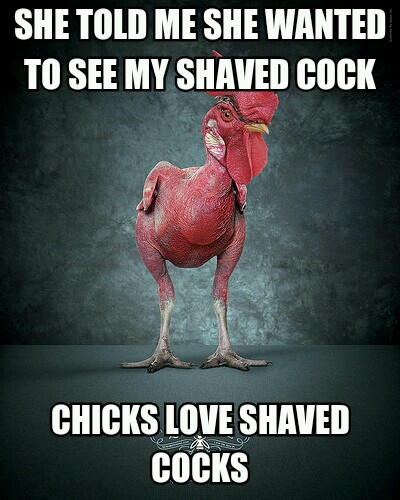 shaved rooster - meme.