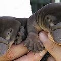 Platypi  your argument is invalid