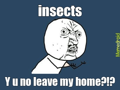 Stupid insects - meme