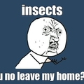 Stupid insects
