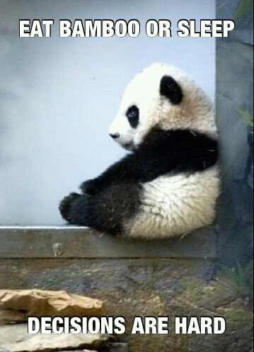 panda problems - meme