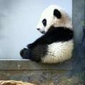 panda problems
